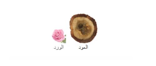 تايجر عود من السرتي للعطور 100 جرام
